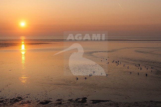 Sunset at Texel in spring stock-image by Agami/Marc Guyt,