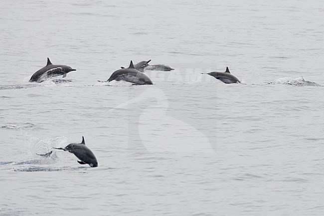 Springende Langsnuitdolfijnen, Jumping Spinner Dolphins stock-image by Agami/Menno van Duijn,