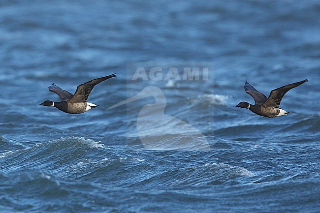 Two adult Black Brants (Branta nigricans)
Seward Peninsula, AK
June 2018 stock-image by Agami/Brian E Small,