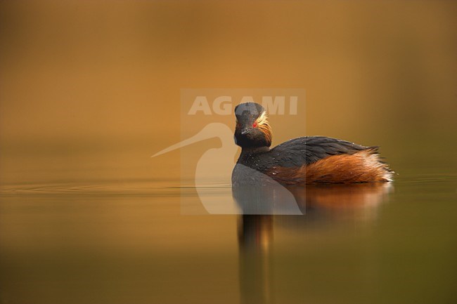 Geoorde Fuut volwassen zomerkleed zwemmend, Black-necked Grebe adult summerplumage swimming; stock-image by Agami/Danny Green,