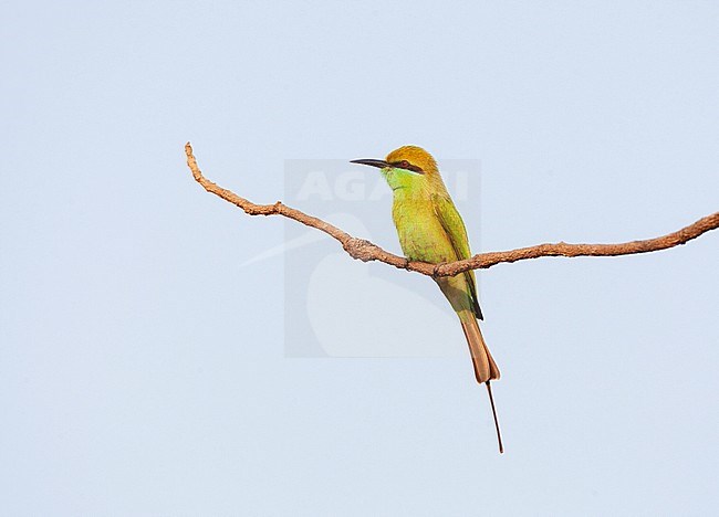 Little Green Bee-eater (Merops orientalis orientalis) perched on a branch. stock-image by Agami/Marc Guyt,