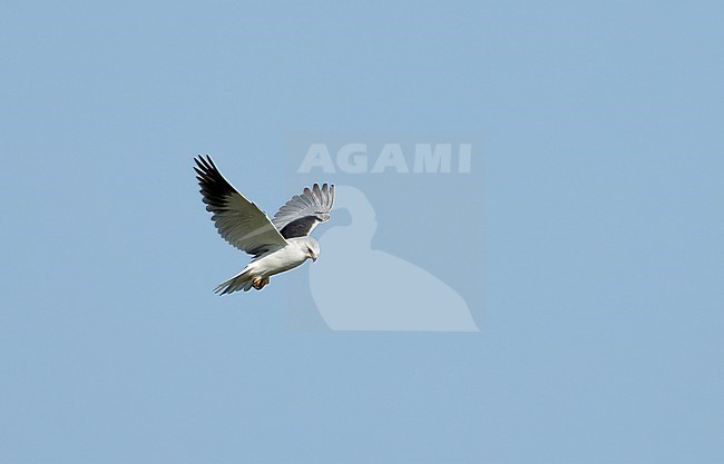 Adult, hovering flight. stock-image by Agami/Kris de Rouck,