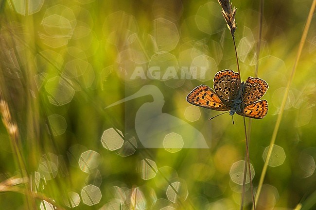 Bruine vuurvlinder / Sooty Copper (Lycaena tityrus) stock-image by Agami/Wil Leurs,