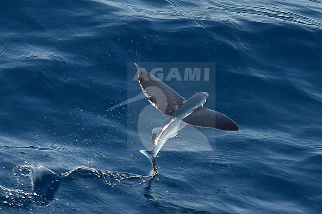 Flying fish species taking off from the ocean surface. stock-image by Agami/Laurens Steijn,