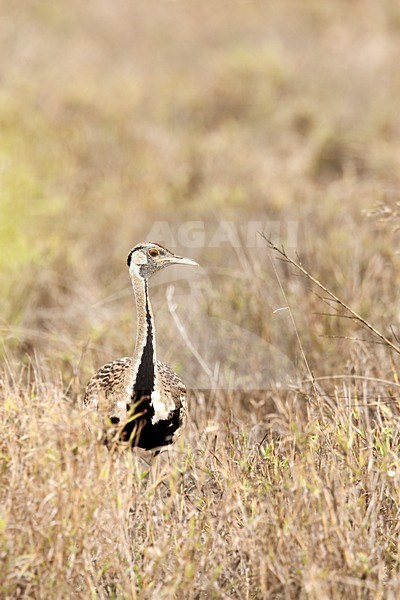 Baltsend mannetje Zwartbuiktrap, Displaying male Black-bellied Bustard stock-image by Agami/Wil Leurs,