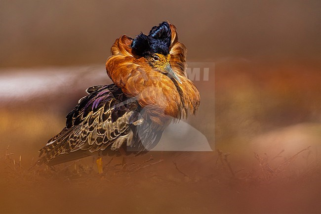 Adult male Ruff (Philomachus pugnax) in Norway. stock-image by Agami/Daniele Occhiato,