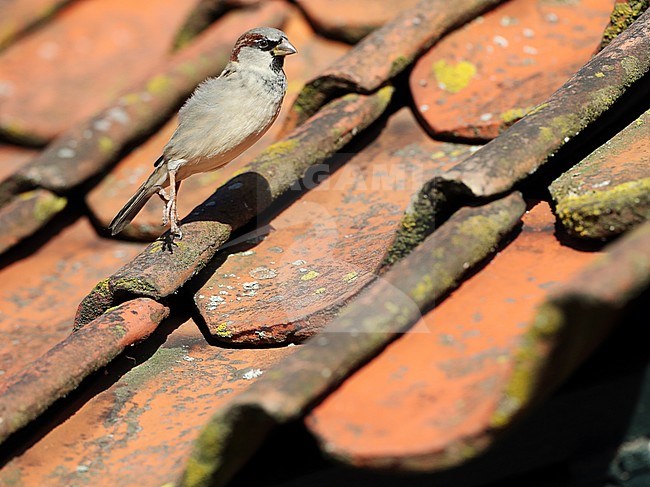 Hopping autumn male House Sparrow (Passer domesticus) during autumn on a roof with old roof tiles on Vlieland, Netherlands. stock-image by Agami/Marc Guyt,