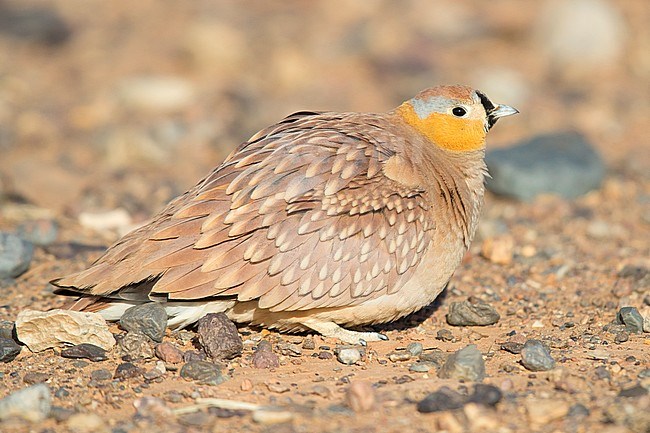 Crowned Sandrgouse (Pterocles coronatus), adult male sitting on the ground in a stony desert stock-image by Agami/Saverio Gatto,