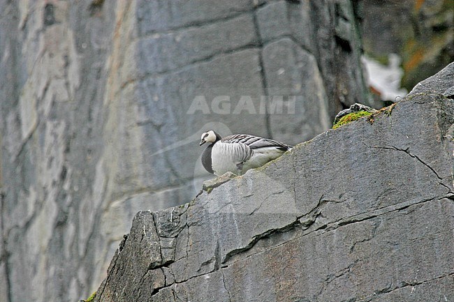 Barnacle Goose (Branta leucopsis) sitting on a steep cliff in the breeding area in Svalbard, arctic Norway. stock-image by Agami/Pete Morris,