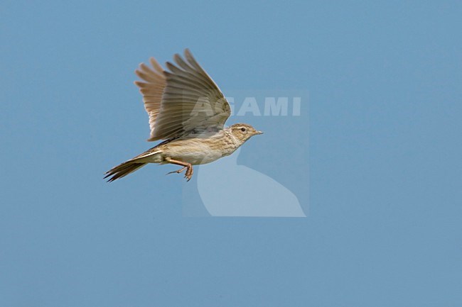 Eurasian Skylark flying; Veldleeuwerik vliegend stock-image by Agami/Daniele Occhiato,