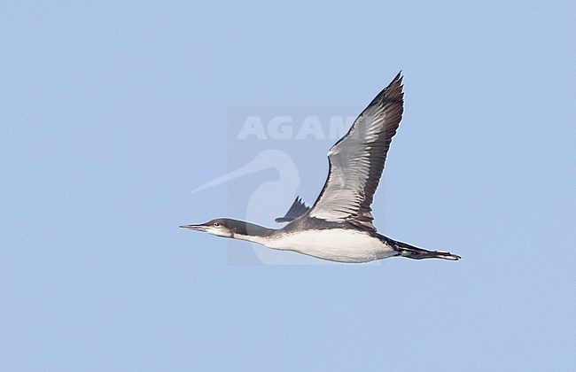 Pacific Loon (Gavia pacifica) in flight with sky as background. stock-image by Agami/Brian Sullivan,