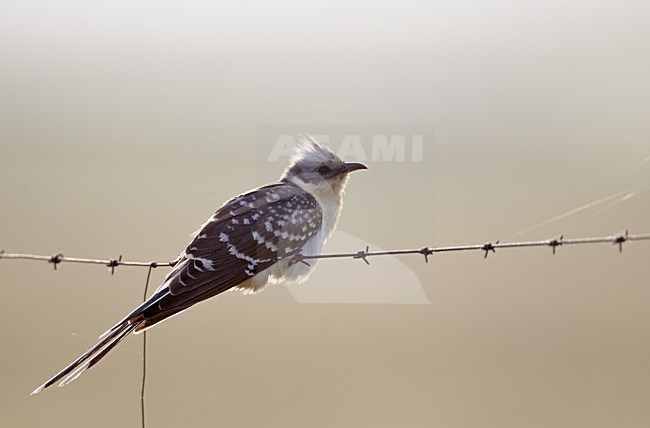 Kuifkoekoek op prikkeldraad; Great Spotted Cuckoo on barbed wire stock-image by Agami/Markus Varesvuo,