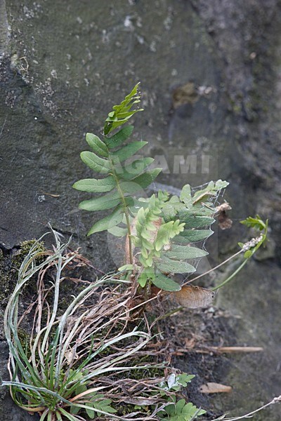 Gewone eikvaren komt voor op oude muren; Common Polypody grows on old walls stock-image by Agami/Arnold Meijer,