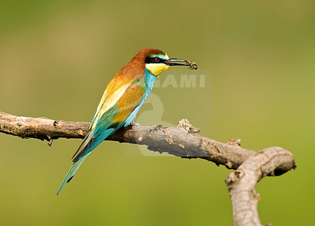 Bijeneter zittend op tak met hommel in zijn bek; European Bee-eater perched with bumblebee in its beak stock-image by Agami/Marc Guyt,