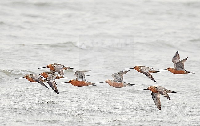 Eastern Bar-tailed Godwit (Limosa lapponica baueri or menzbieri) on Happy Island, China, during spring migration. stock-image by Agami/Markus Varesvuo,