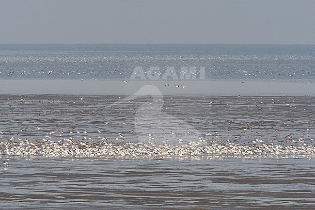 Groep Kluten rustend op zee, Pied Avocet flock resting at sea stock-image by Agami/Marc Guyt,
