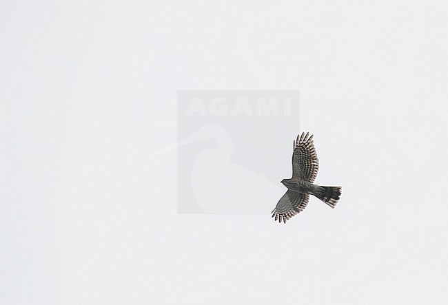 Besra (Tachyspiza virgata) in China. In flight, seen from below. stock-image by Agami/Pete Morris,