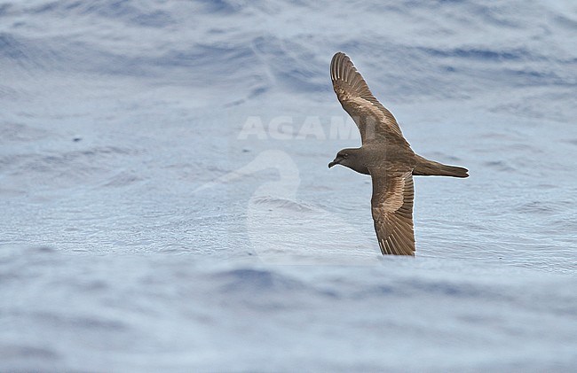 Bulwers Stormvogel, Bulwer's Petrel stock-image by Agami/Markus Varesvuo,