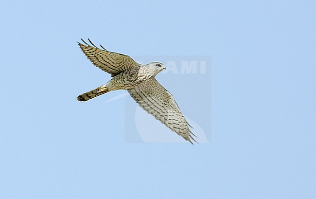 Subadult male Levant Sparrowhawk (Accipiter brevipes) in flight overhead at Eilat, Israel, during spring migration. stock-image by Agami/Dick Forsman,