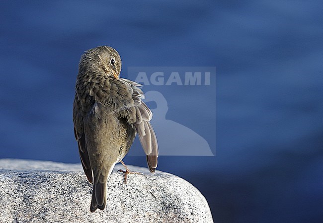 Preening Rock Pipit (Anthus petrosus litturalis) at Helsingør in Denmark. Seen on the back whilst taking care of feathers. stock-image by Agami/Helge Sorensen,