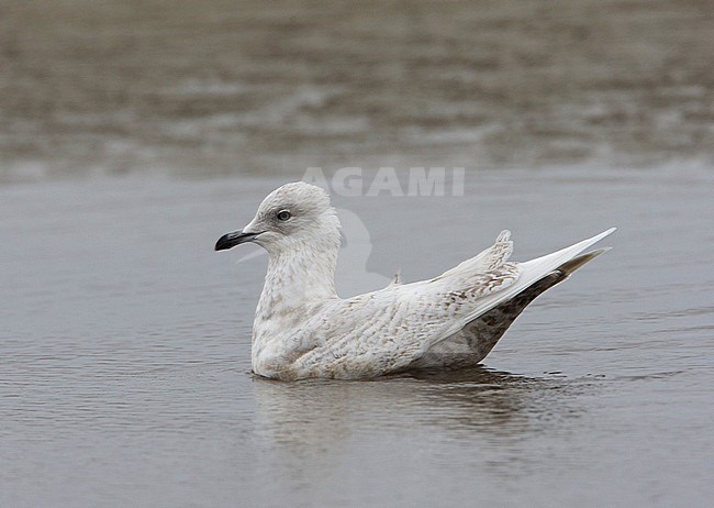 Kleine Burgemeester, Iceland Gull, Larus glaucoides stock-image by Agami/Arie Ouwerkerk,