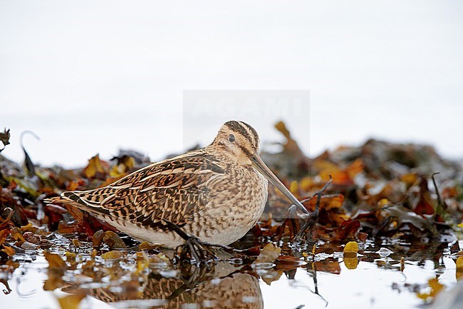 Common Snipe (Gallinago gallinago) UtÃ¶ Finland July 2013 stock-image by Agami/Markus Varesvuo,