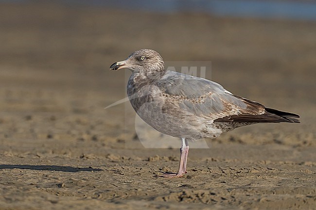 2nd year
Galveston Co., TX
April 2023 stock-image by Agami/Brian E Small,