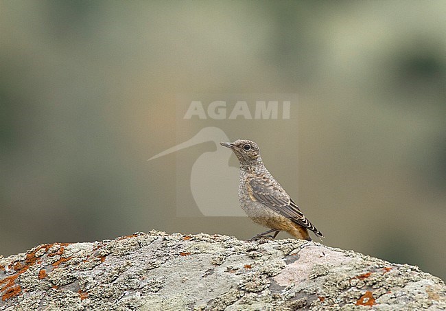 Immature Rufous-tailed Rock Thrush in Iran stock-image by Agami/Edwin Winkel,