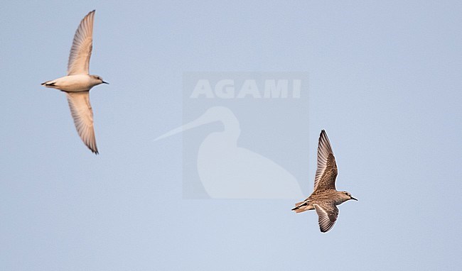 Two Red-necked Stints (Calidris ruficollis) in flight over Pak Thale salt pans and mud flats in Phetchaburi, Thailand. stock-image by Agami/Ian Davies,