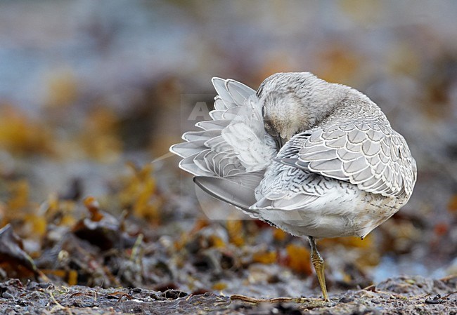 Juveniele Kanoet; Juvenile Red Knot stock-image by Agami/Markus Varesvuo,