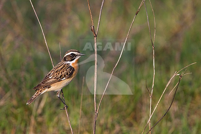 Whinchat (Saxicola rubetra), Poland, adult male stock-image by Agami/Ralph Martin,