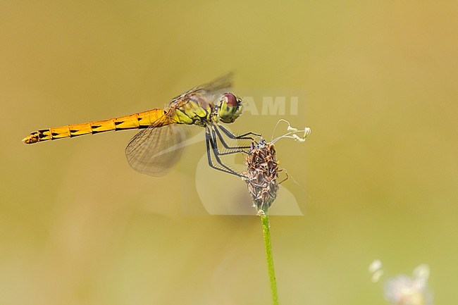 Vrouwtje Kempense heidelibel, Female Spotted Darter stock-image by Agami/Wil Leurs,