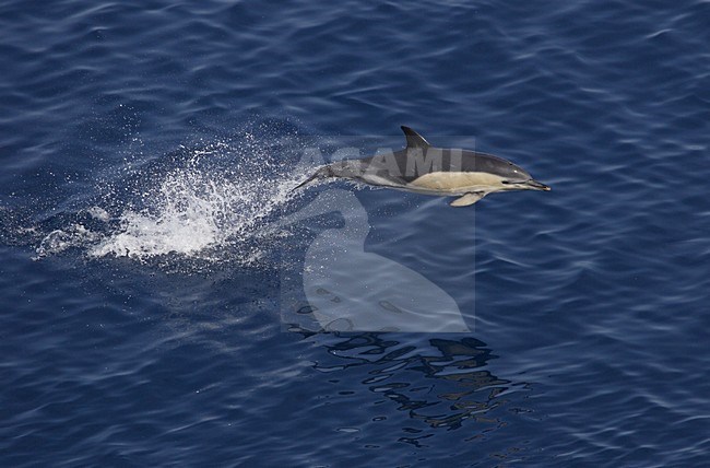 Gewone Dolfijn, Short-Beaked Common Dolphin, Delphinus delphis stock-image by Agami/Hugh Harrop,