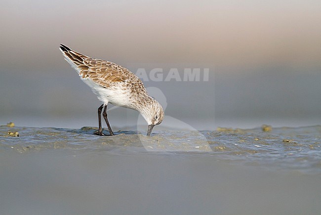 Curlew Sandpiper - Sichelstrandläufer - Calidris ferruginea, Oman, adult nonbreeding plumage stock-image by Agami/Ralph Martin,