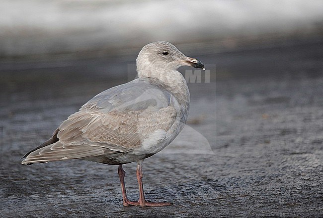Second-winter Glaucous-winged Gull (Larus glaucescens) wintering in harbour of Rauso on Hokkaido, Japan. Standing on the pier. stock-image by Agami/Dani Lopez-Velasco,