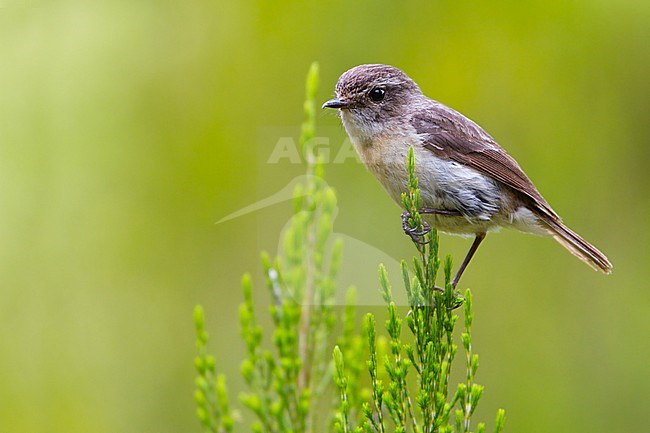 Female Reunion Stonechat (Saxicola tectes) on Reunion island in the Indian ocean. stock-image by Agami/Dubi Shapiro,