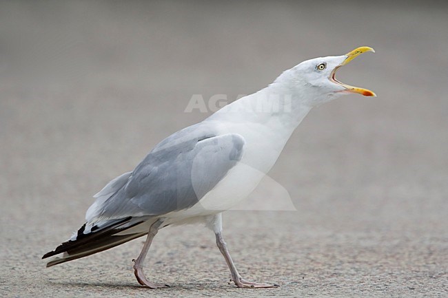 Zilvermeeuw adult in dreighouding Nederland, Herring Gull adult in threat posture Netherlands stock-image by Agami/Wil Leurs,