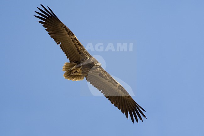 Onvolwassen Aasgier in vlucht; Immature Egyptian Vulture in flight stock-image by Agami/Daniele Occhiato,