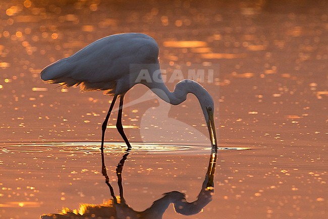 Great White Egret (Ardea alba) in evening light. stock-image by Agami/Daniele Occhiato,