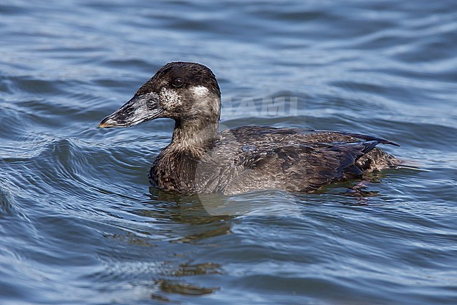 Adult female
Los Angeles Co., CA
April 2008 stock-image by Agami/Brian E Small,