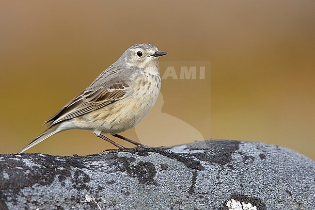 Adult American Buff-bellied Pipit (Anthus rubescens rubescens) perched on a rock in the arctic tundra of  
Churchill, Manitoba, Canada. stock-image by Agami/Brian E Small,