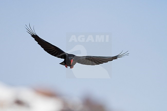 Red-billed Chough - Alpenkrähe - Pyrrhocorax parrhocorax ssp. barbarus, Morocco, adult stock-image by Agami/Ralph Martin,