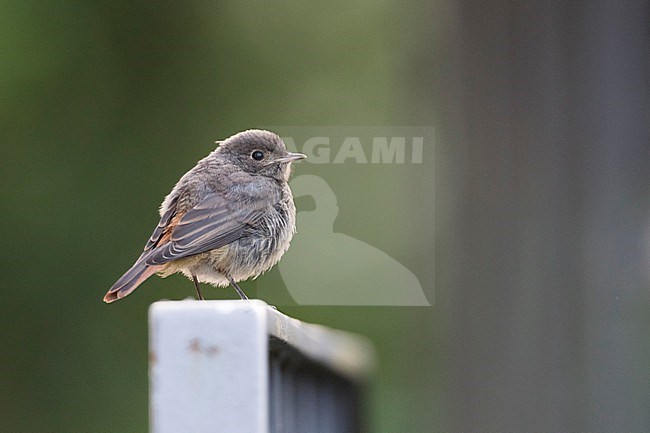 Presumed hybrid juvenile Black Redstart x Common Redstart (Phoenicurus ochruros x phoenicurus) in Germany. stock-image by Agami/Ralph Martin,