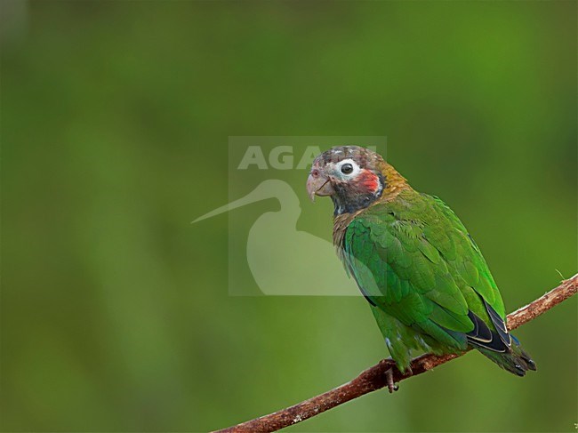 Brown-hooded Parrot (Pyrilia haematotis) perched on a branch. stock-image by Agami/Alex Vargas,