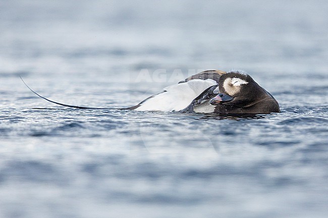 Long-tailed Duck (Clangula hyemalis),  adult male preening in the water, Northeastern Region, Iceland stock-image by Agami/Saverio Gatto,