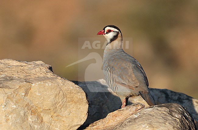 Arabian Partridge (Alectoris melanocephala) at Wadi Shaboon, Salalah, in Oman. Standing alert on a rocky outcrop, looking over shoulder. stock-image by Agami/Aurélien Audevard,