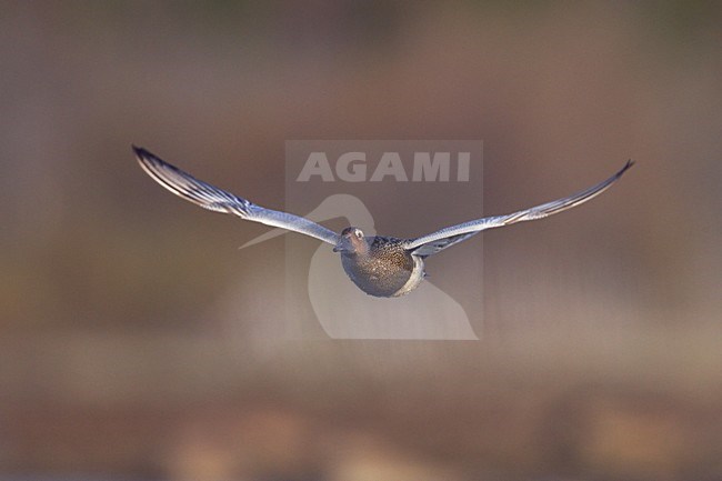 Vliegend mannetje Zomertaling; Flying male Garganey stock-image by Agami/Jari Peltomäki,