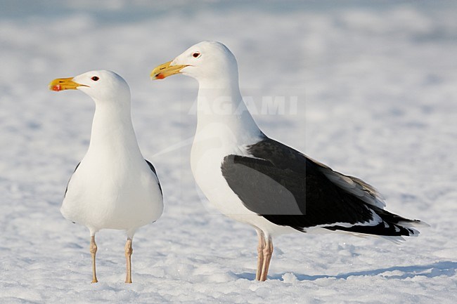 Volwassen Grote Mantelmeeuw in de winter; Adult Great Black-backed Gull in winter stock-image by Agami/Markus Varesvuo,