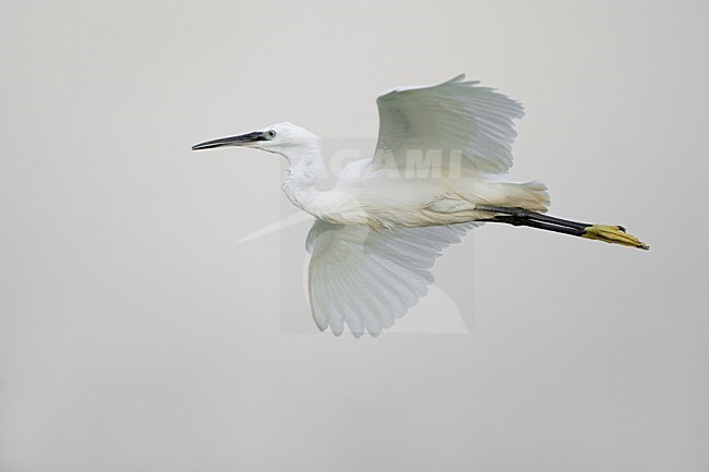 Kleine Zilverreiger in de vlucht; Little Egret in flight stock-image by Agami/Daniele Occhiato,