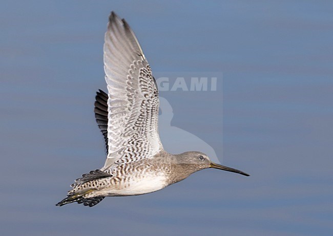 Grote Grijze Snip, Long-billed Dowitcher, Limnodromus scolopaceu stock-image by Agami/Mike Danzenbaker,